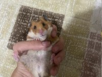 Evcil 8 aylık suriye hamster