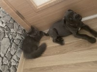 2 AYLIK CANE CORSO BLUE İÇ DIŞ PARAZİT YAPILI