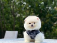BİBLO GİBİ POMERANİAN BOO YAVRULARIMIZ