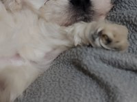 Minicik bir erkek maltese