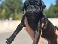 Siyah Ve Brindle Dişi Pug Yavruları