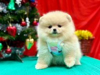 Pomeranian teddy face yavru köpekler