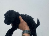 Siyah Toy Poodle Yavrularımız Ömürlük Aileleri Bekliyor