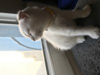 65 günlük scottish fold yavrular