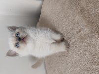 British shorthair yavrular