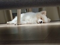1 yaşında eğitimli pomeranian boo kısır değil