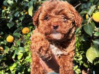 Ev ortamında büyüyen küçük maltipoo bebekler