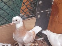 SARI ALA PERÇEM ERKEK GÜVERCİN 81 İLE GÖNDERİM VARDIR