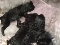 BLACK İNCİ TANELERİ POODLE