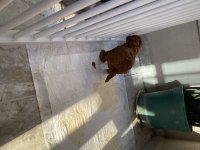 DÜNYALAR TATLISI TOY POODLE