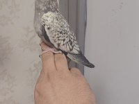 El besleme sultan papağanı yavrusu