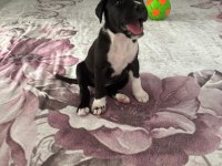 Labrador cinsi yavru köpek