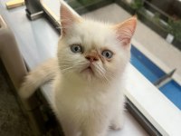Show kalite ırk garantili exotic shorthair bebeğimiz