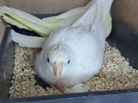 Hazır eş takim erkek albino dişi lutino sultan papağanı