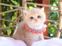 Safkan British Shorthair Blue Golden