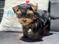 Wc eğitimli  tea cup yorkshire terrier 