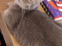 British shorthair blue