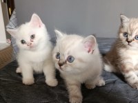 British Shorthair Yavru Kediler