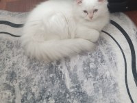 Safkan Chinchilla