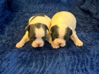 FRANSIZ BULLDOG KÖPEĞİMİZ