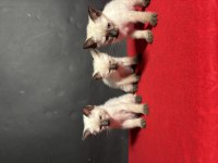 MÜKEMMEL KALİTE SİYAM KEDİSİ BEBEKLER