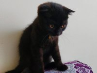 Siyah Erkek Scottish Fold