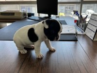 Acil yuva arıyoruz french bulldog
