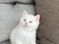 Brıtısh Shorthair Yavrularım Teslime Hazır