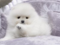 SAFKAN ŞECERELİ POMERANİAN BOO YAVRULAR