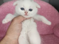 Safkan üretim kedimiz