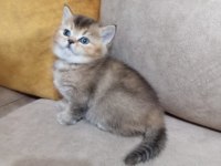 Gold Black Tabby Bebek Kediler