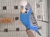 KALİTELİ MUHABBET KUŞU DAMIZLIKLAR