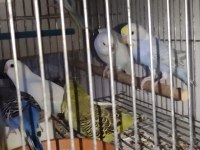 Ele alıştırmalık konuşturmalık muhabbet kuşlar mevcuttur