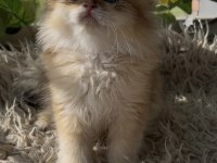 British longhair ny12 ve ny1133 (golden point)