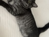 1 erkek ve 2 dişi british shorthair yavruları