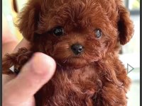 Kızıl kürk yapılı Teacup Poodle bebeklerimiz