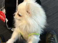 Pomeranian Dişi Köpeğimiz