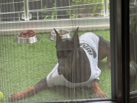 Doberman erkek