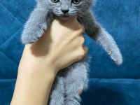Dünyalar tatlısı british shorthair yavrularımız