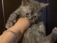 Uyguna ev ortamında bakılmış british shorthair