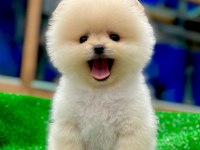 Türkiye’nin En güzeli Ayıcık Pomeranian Boo