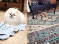 Pomeranian boo bobonun yavruları