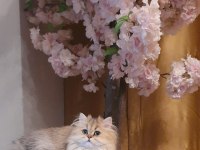 BLH ny11 güzellik yarışmasına hazır british longhair kızımız