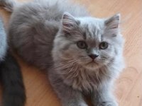 Bakmadan Geçmeyin British Longhair