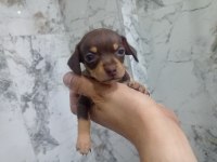Sıfır numara pinscher orjinal