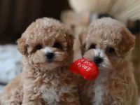 Maltipoo Bebekler