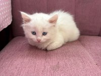 British Longhair Bebeklerimiz