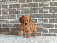 WC EĞİTİMLİ TÜY DÖKMEYEN TOY POODLE