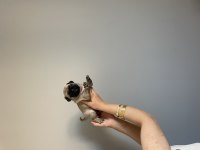 1 AYLIK PUG MOPS BEBEKLER