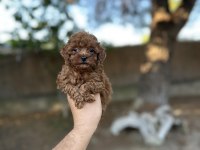 Sağlık Ve Irk Garantili Toy Poodle Yavrularımız